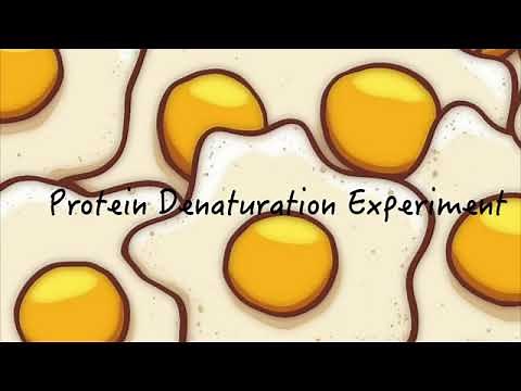 Protein Denaturation Experiment | Easy Biology Home Based Experiment part 2