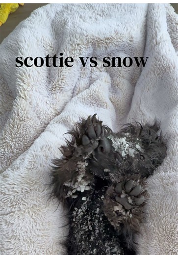 Little Snow Bunny Scottish Terrier Puppy Adventures