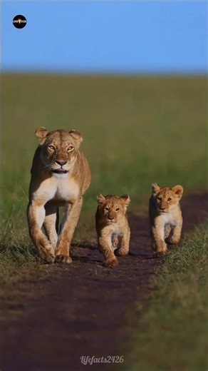 బబూన్‌ల షాకింగ్ ప్లాన్… సింహాలపై ఇలా దాడి చేస్తాయా? 🦁 #baboon #lion #facts