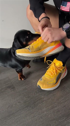 No one warned me that getting a dachshund means everything is a two man job