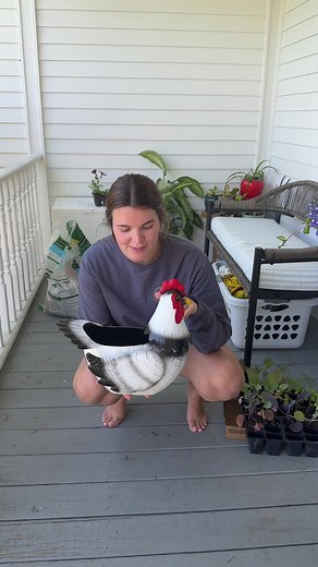 Cute Chicken Planter Idea with Petunias