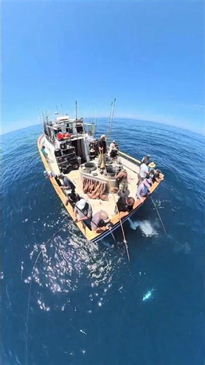 YELLOWTAIL BATTLES CAPTURED LIVE IN SB #fishing #yellowtail #fish #saltwaterfishing #socalfishing