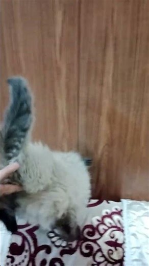 Himalayan Persian Kitten For Sale | 45 Days Old | Beautiful Baby Kitten #persiancatgujranwala