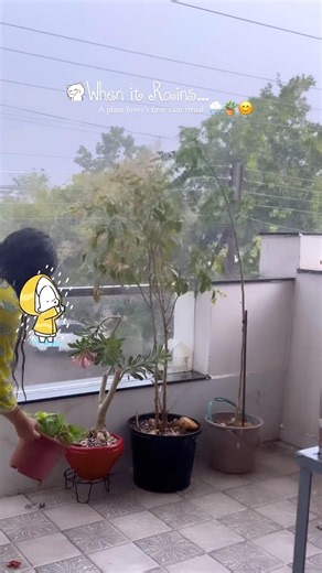 Benifit And Care For Plants In Rainy Season #shorts #rain #plants