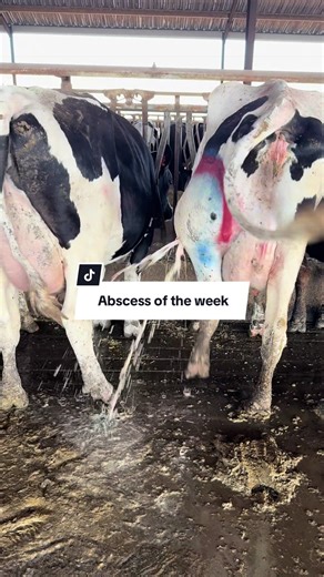 Understanding Dairy Cow Abscesses: Causes and Treatments