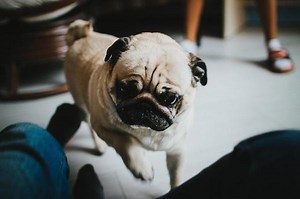 My Pug Keeps Making a Honking Noise - Causes and Solutions
