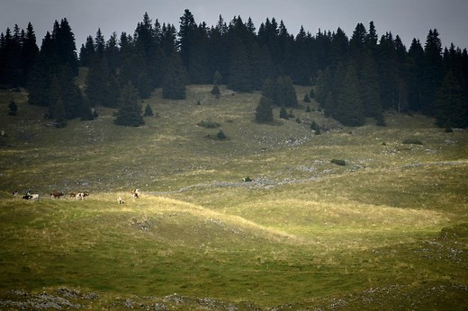 Le loup tué au Marchairuz était le mâle reproducteur de la meute | RTS