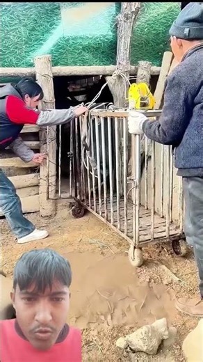 Setting an Ambush with a One-Sided Open Cage to Trap Pigs #pigskin