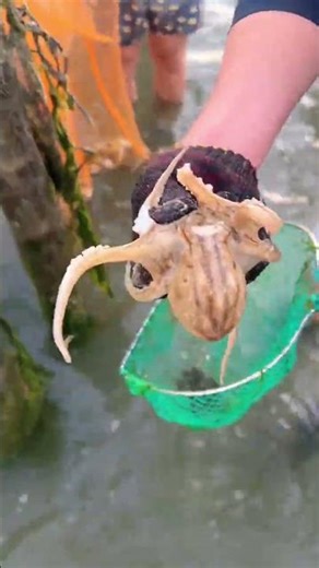 Discover the Thrill of Beachcombing in Beihai - Join Us