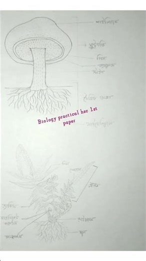 Biology practical hsc 1st paper@#subscribe@#subscribemychannel