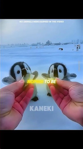 These baby penguins are too cute 🐧 #shorts #penguins