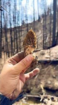 Morel Hunting Washington 2036 | 🔥🌲🍄 #shorts #fungi
