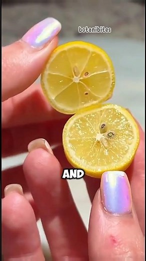 Limequat: The Tiny Citrus You Can Eat Whole 🍋