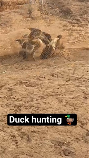 Mallard duck hunting sound