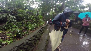 Watch: Video of Ubud monkey pantsing tourist goes viral | Coconuts