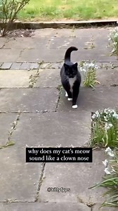 661K views · 10K reactions | Funny cat videos #cat #catsoffacebook #cats | Cats Daily | Facebook