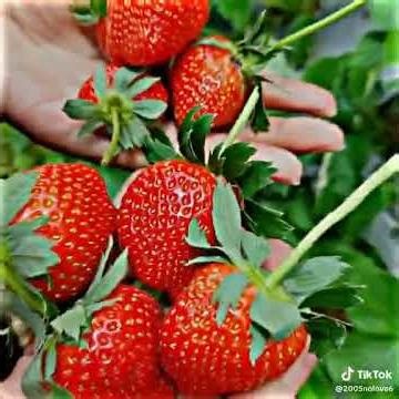 Download 2025 12 19T143855 991