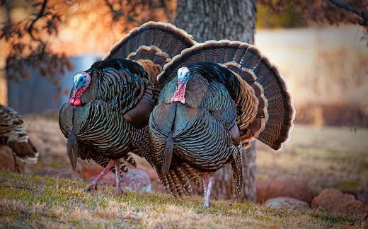 What Do Wild Turkeys Eat In The Winter? 8 Common Foods