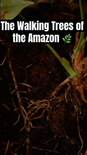 Nature X Secret #5 | The Trees That Walk Slowly Every Year 🌿🚶‍♂️