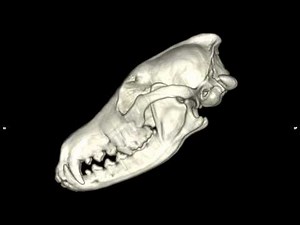Coyote Skull - 3D reconstruction from a CT Scan