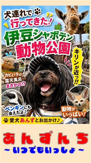 Wait, really!? You can take dogs to the zoo? 🐶 [Izu Shaboten Zoo] #IzuShabotenZoo #IzuTourism #Tr...