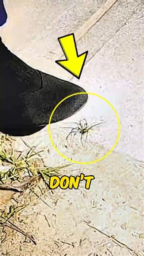 What Happens When You Stomp a Spider 😳🕷️