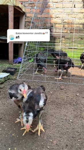 Exploring the World of Pitbulls and Black Bulls