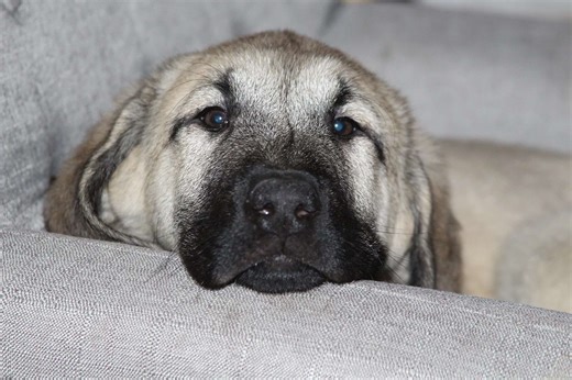 Anatolian Shepherd Dog - Discovering Its Impressive Traits