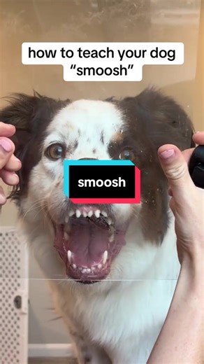 Teach Your Dog the Funny 'Smush' Trick