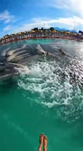 Waterslide into pool full of giant fish #funny #memes