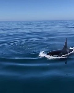 The ocean is full of surprises- and encountering orcas in the wild, on their terms is truly an extraordinary experience. Check out this thrilling encounter from Adam Ernster (IG: @adam_ernster) aboard Condor Express Whale Watching! | Dolphin Project