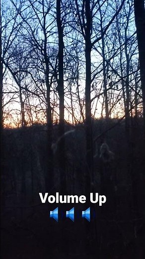 WOLF PACK Howling In MINNESOTA