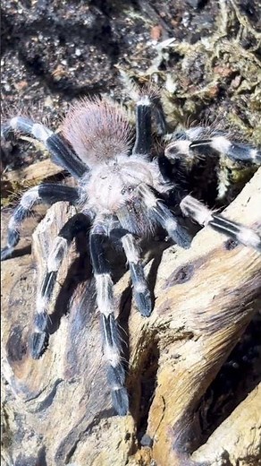 New Tarantula Cribs Enclosure for My V. chomatus | Clean Arboreal Setup Build