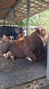 1.1M views · 10K reactions | Sapi | Sapi bull | Facebook