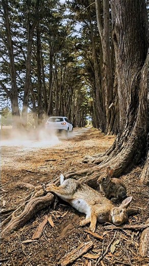 kind man helped rabbit in forest #wildlife #animalrescue