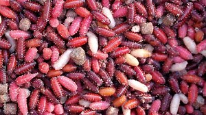 Maggots and pupa in anglers bait box for fresh water fishing.