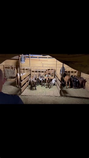 The Farmer got jokes… he was sitting on a feed bag and crinkled it up to make a noise to get them all to freak out… bless their precious lil hearts… it was funny not funny… | E/L Blessings Farm