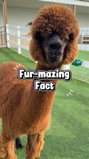 🌼Fur-mazing fact about Marigold! Did you know her mom is gray and her dad is black, yet she came out a stunning brown? Nature has its surprises! Isn’t she adorable? 😍✨ ➡️ Help support the farm NOW by commenting, sharing, and liking! Every interaction makes a difference for us and all the animals. Thanks for being part of our community! #eagleeyefarm #alpaca #Wisconsinfarm #animallovers #alpacas #farmlife #marigold #farmfacts | Eagle Eye Farm