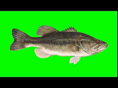 Free HD Green Screen Animation Poisson ecran vert