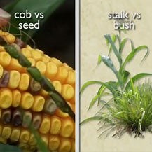 Breeding Corn from Teosinte