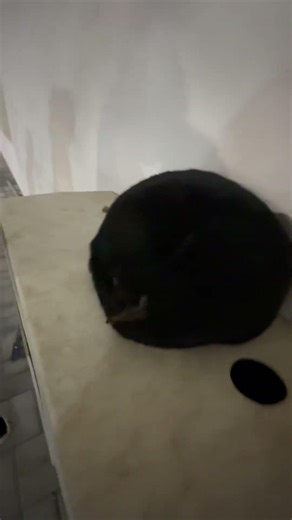 puffball ☁️🐱| ‪@PurrfectPawsofficial-u2k‬