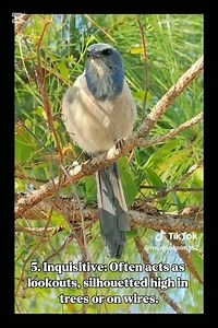 California Scrub Jay: A guide to the iconic west coast bird species #birdslover #birds