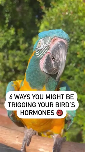 6 Ways You Might Be Triggering Your Bird’s Hormones 👹The most important thing to remember is that your bird is NOT being “bad”. This is nature at work. It is up to YOU to cope with and manage any undesirable behaviors in such a way that your relationship is intact when the storm is over. Don’t struggle on your own... We’ve packaged all of our tips & tricks in a course that is ALL ABOUT HORMONES. Our “Horror-Moans” Course was made to help you to identify potential triggers, show you what a hormo