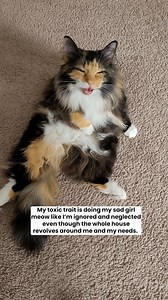 My toxic trait is doing sad girl meows like I’m unloved and neglected. 😹 When we all know the entire house actually revolves around me and my needs. But I will say the sad girl meow works like a charm. Like yesterday morning when I scored outside time while Meowmy was still in her jammies. 😻 What’s your cat’s toxic trait? 🐾💭 #meow #funnycats #funnycat | Freya The Fluff