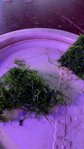 Nahid Mahamud on Instagram: "Java, Christmas, Weeping, Willy Moss Pot/Pack Amount #aquariumshopdinajpur"