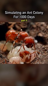 Simulating an Ant Colony For 1000 Days pt 5 🐜 #ecosystem #wildlife #nature #plants #earth #pets #petsofinstagram | Dr. Plants