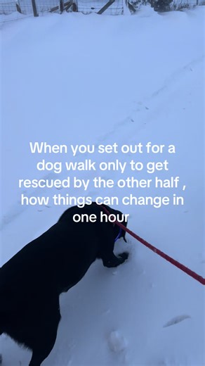 Unexpected Adventure with a Labrador Retriever