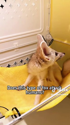 Understanding Fox Behavior: Do They Attack Humans?