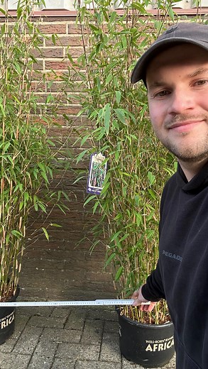 Pflanzabstand bei Fargesia-Hecken Lass mich dir anhand dieser wunderschönen Fargesia „Violet Woods“-Bambuspflanzen erklären, mit welchem Abstand du deine Bambushecke am besten pflanzt. Der Abstand von 80cm von Pflanzmitte zu Pflanzmitte gilt für alle Pflanzen bis 150cm. Wenn du höhere Pflanzen bei uns kaufst, reichen auch 100cm Pflanzabstand, weil die Pflanzen dann schon recht breit sind. Also rann an das Maßband und sichere dir noch heute unsere schönen Bambuspflanzen. Übrigens sind all unsere 