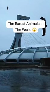 1.3M views · 27K reactions | The Rarest Animals In The World  #fblifestyle | Knowledges | Facebook